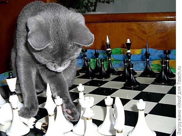 Витас готовится к сеансу одновременной игры с о, Бендером в Васюках