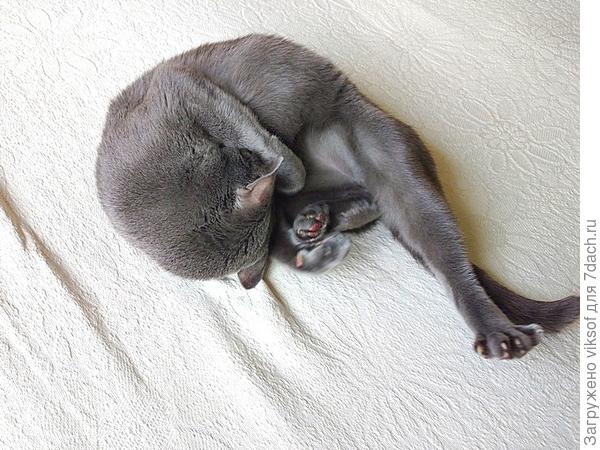 собираясь уморился, визит переносится на другой день...