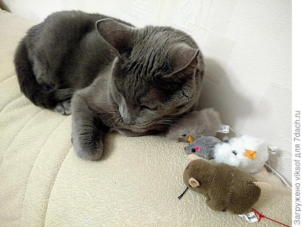 думает, какие мышки подарить