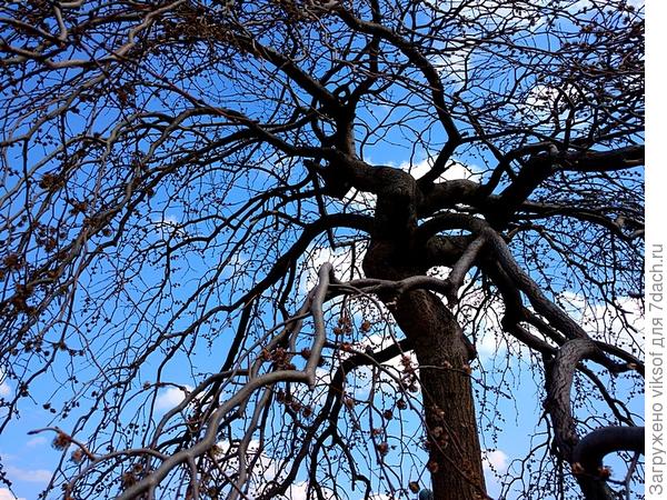 Весна всё ближе, уже и крокусы отцвели, а вот почки скоро взорвутся!!!