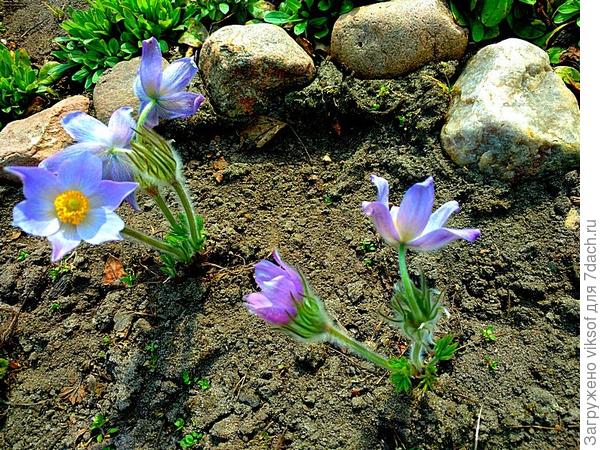 вот эти двое - самые первые, подрастают ещё три прострела! Во как!