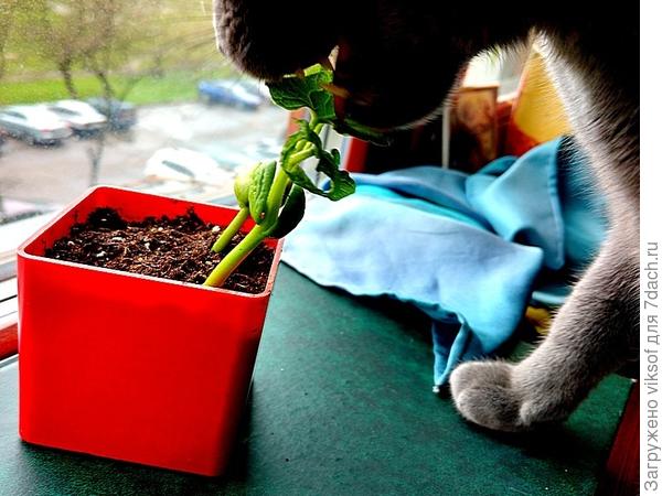 Проводит контроль качества, а вчера съел два огурчика, соседка дала 2!!! огуречных семечка из Америки... и что - будем есть соседкины огурцы...