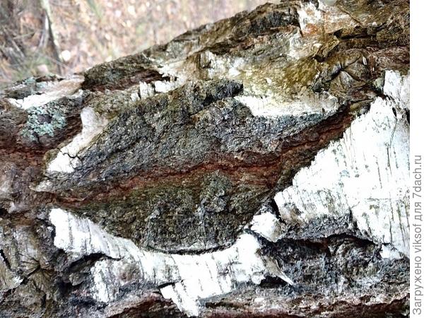 а вот берёзовые уста, очень люблю прижаться щекой к берёзоньке моей