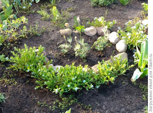 Уже незабудки начали свой хоровод вокруг прострела