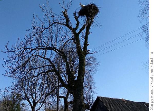 Весна - это надежда на лучшее! А уж, если аисты прилетели - значит дбудет Х-О-Р-О-Ш-О!
