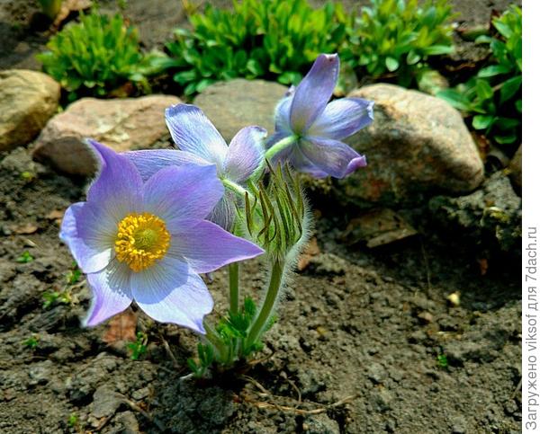 И, конечно, мой Прострел! Надо очччень захотеть и мечты сбываются!