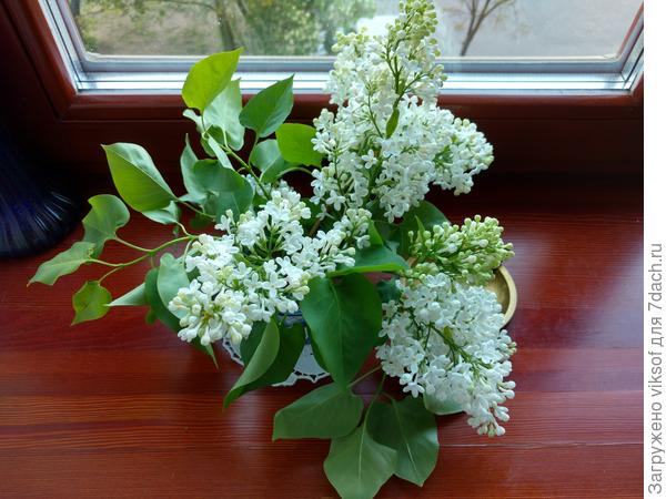 У нас сирень вовсю цветёт - в прекрасное время года Вы родились!