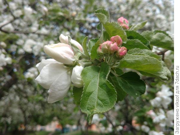 С началом Весны тебя!