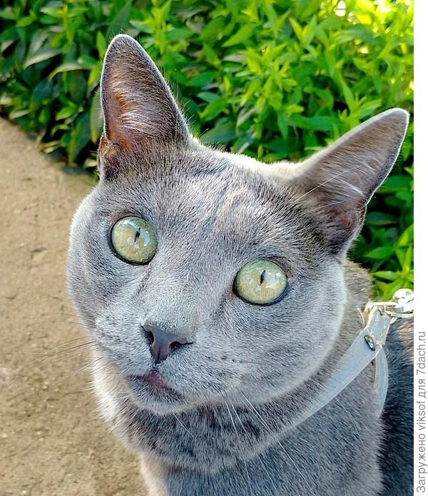 И, конечно, Витас - он любит тех, кого я люблю!