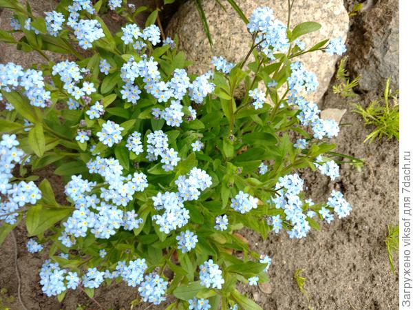 А это мои незабудки тебе и всем, кто их обожает!