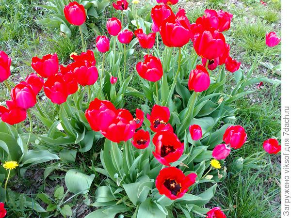 С Днём Победы!