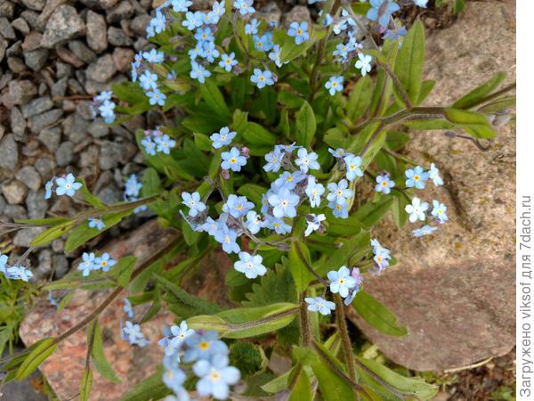 Незабудочка на камнях, сама выросла!