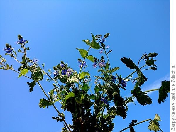 Букетик к утренней чашке кофе - лепота, но я же ж девочка, мне нравится!