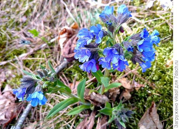 Такое чудо увидела в сосновом бору, ярко синее!