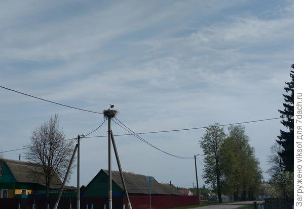 А у нас Аисты вернулись!!! Ну, не совсем у нас, у друзей в деревне  И скоро у них будут аистята, в Беларуси их бусликами зовут!