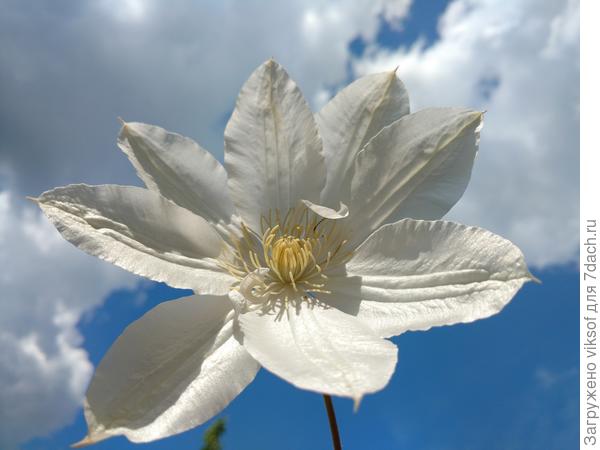 Самый неприхотливый из клематисов для нас лентяек!