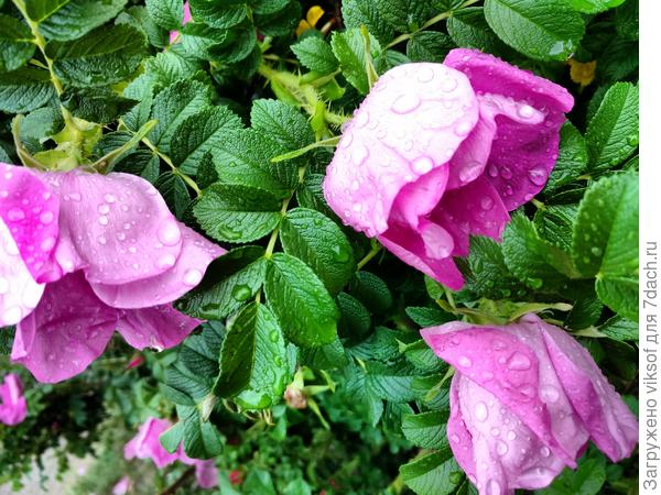 Я прихвачу лепестков шиповника, их только что  вымыл дождик