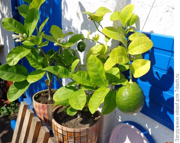 на даче лимонам хорошо