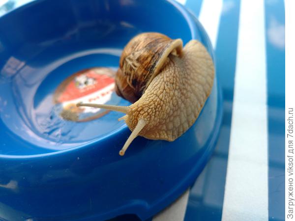 Риммочка, не поверишь, а улитка сама заползла в плошку Витаса