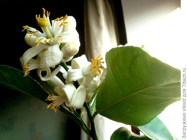 пчёлкой сама работаю, чего и тебе, Яночка, рекомендую