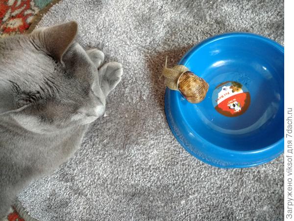 Может Бусенька попробует...