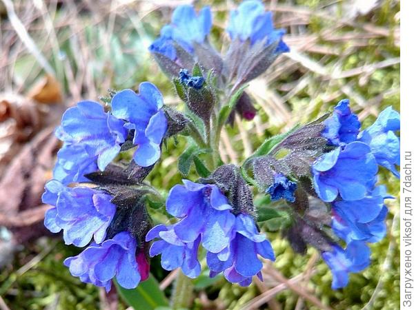 лесная гостья для тебя цветёт