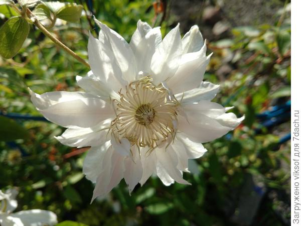и белый клематис для тебя!