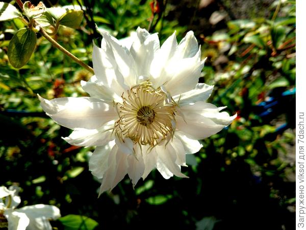 конечно, клематисы все хороши, но этот самый ранний,