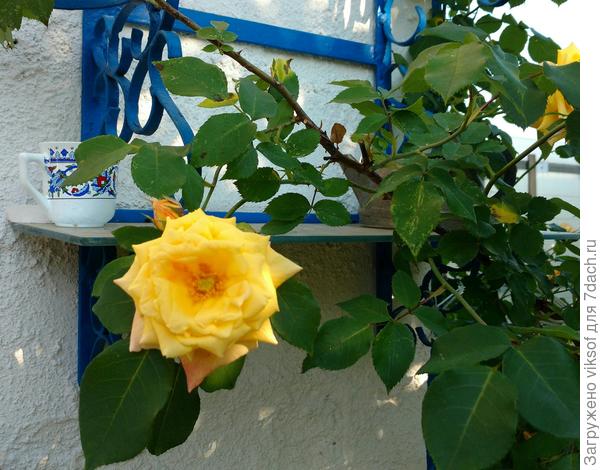 Золотая роза из моего маленького сада для тебя, Катенька!