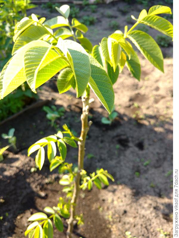 не в тему, но так захотелось орехов, как-то ты эту тему развивала, так и мы купили, посадили, ухаживает, ждём!!!