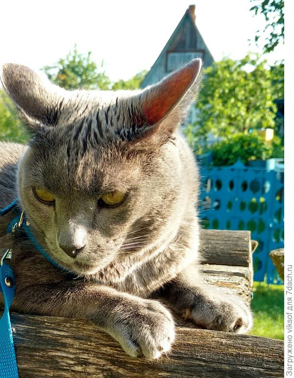 Вчерась умудрился сбежать, ловили я, муж и соседка Ирочка, повезло, что на улице не было собак, он же ж до сих пор бросается отстаивать перед ними свою территорию, дурашка мой...