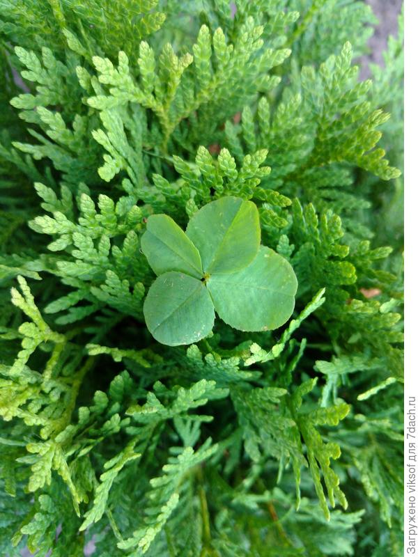 Пока загружалось фото, полила все цветы...