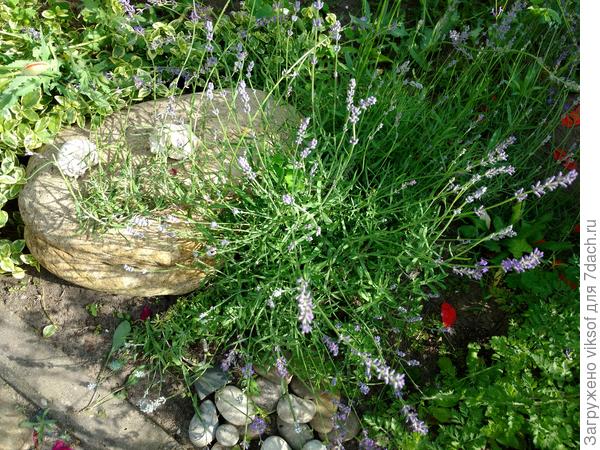 Я такая жадина, что даже не всем показываю свою Лаванду, чтобы не сглазили, во как берегу её!