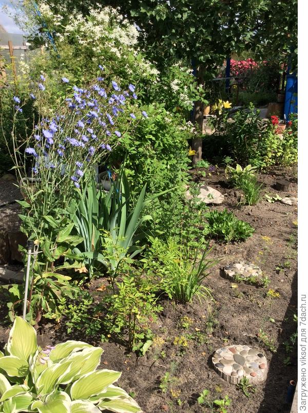 Вот он, мой красавец, растёт одним прекрасным букетом и каждое утро радость дарит, а я ему любовь!