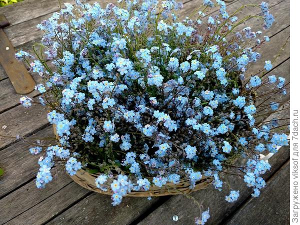 Просто незабудки! А когда вижу, как они расцветают в моём саду, сердце замирает от такой небесной красоты...