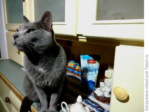 Витас начал будить сегодня очень-очень рано, я встала и открыла дверь, а там - ливень, бегом обратно и вспомнив, что у меня День рождения, подставил щёку свою мохнатую, мол целуй, я же ж тебя поздравил...