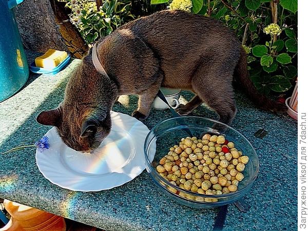 и урожай у неё приличный, надА для контраста красненькие, как у тебя завести, у меня она пропала, буду искать твой сорт