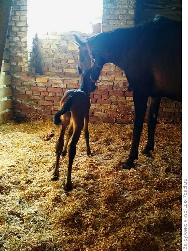 Пожелаем здоровья маме и её малышу! Уверена, что эта трогательная история вам понравилась! Разве я не счастливая - получить такие фото в подарок!? Счастливая! С-П-А-С-И-Б-О!