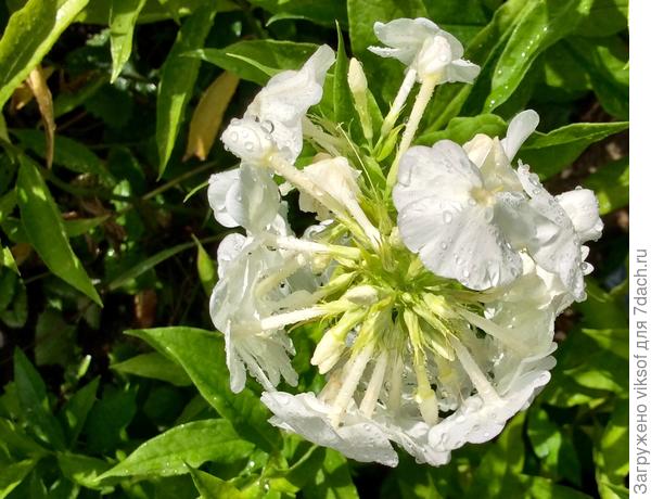 И если дождь, то благодатный