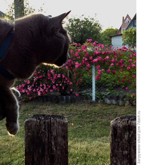 Любуется соседскими розами