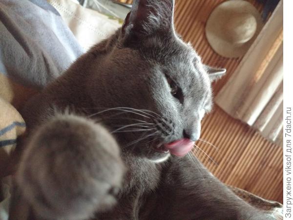 Инночка, привет тебе большой от моего любимчика!