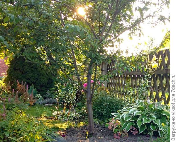 в жару мы в тени вишни отдыхали