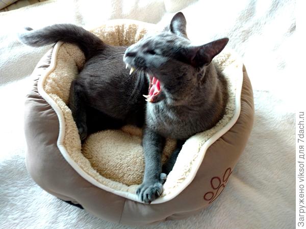 здесь ему и петь можно громко