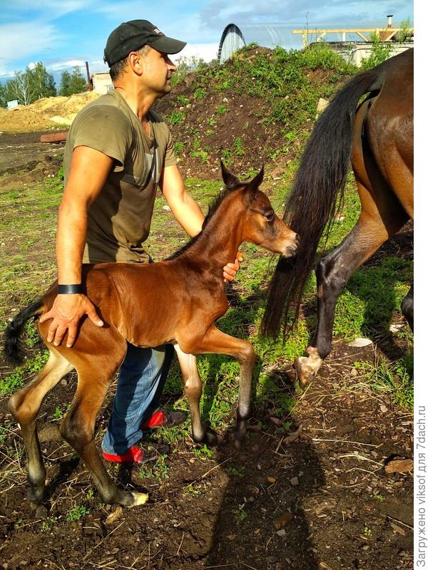 за мамой домой - первые шаги.
