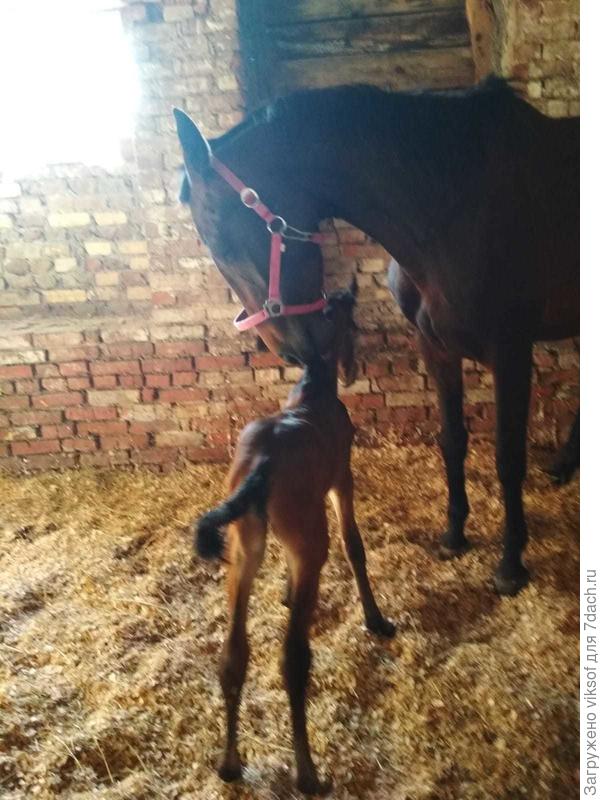 здравствуй, сынок