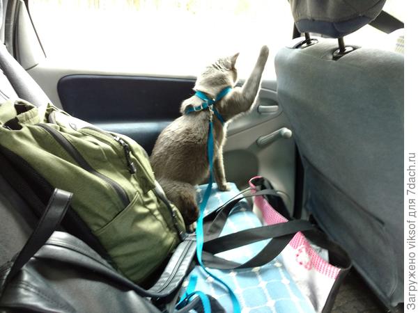 вот Витас уже по плечу тянется постучать - куда едешь, хозяин?