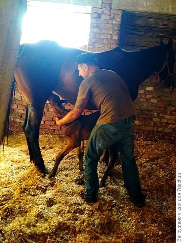 первый завтрак,