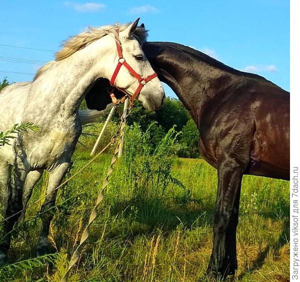 ...это любовь,