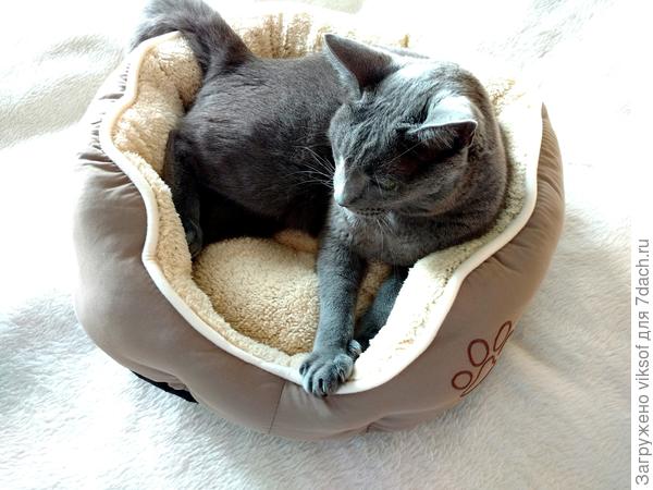 Дети нашему герою подарили новую лежаночку