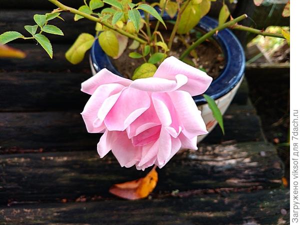 Это удивительный цветок - домашняя розочка, которая зацветает на День рождения, вот и сейчас она цветёт!